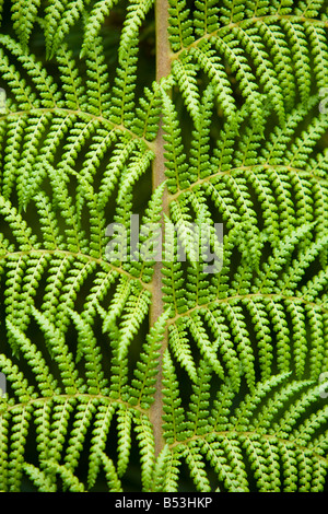 Fougère arborescente, Dicksonia Antartica Banque D'Images