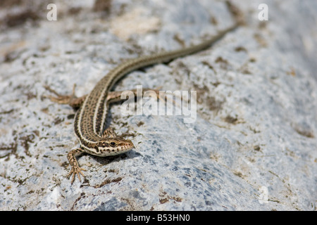 Erhard's femelle lézard des murailles, Podarcis erhardii Banque D'Images