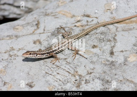 Erhard's femelle lézard des murailles, Podarcis erhardii Banque D'Images