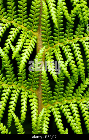 Fougère arborescente, Dicksonia Antartica Banque D'Images