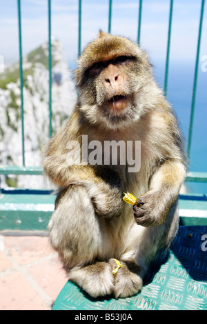 Barbary macaque, Macaca sylvanus, portrait, Gibraltar Banque D'Images