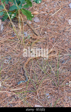 Dahl's Snake, Platyceps najadum Whip Banque D'Images