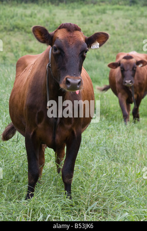 Dans Charlevoix, Québec, Canada une paire de vaches de Jersey se lever et regarder. Banque D'Images