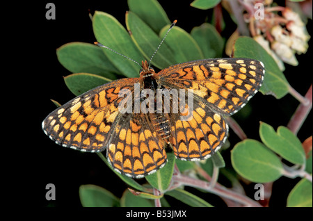 Damier Chlosyne acastus Armoise Banque D'Images