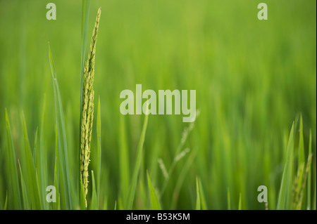 Oryza sativa. Les fleurs des plants de riz sur la plante dans une rizière. L'Andhra Pradesh, Inde Banque D'Images