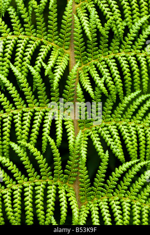 Fougère arborescente, Dicksonia Antartica Banque D'Images