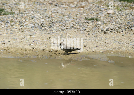 Crag Martin, Ptyonoprogne rupestris, de la boue pour son nid à une piscine boueuse Banque D'Images