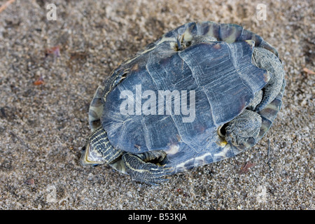 Mauremys rivulata, Terrapin des Balkans Banque D'Images