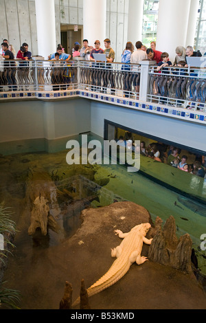 White Alligator dans le Marais Pièce Académie des Sciences de Californie Golden Gate Park San Francisco California USA Banque D'Images