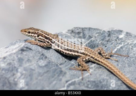 Erhard's femelle lézard des murailles, Podarcis erhardii Banque D'Images