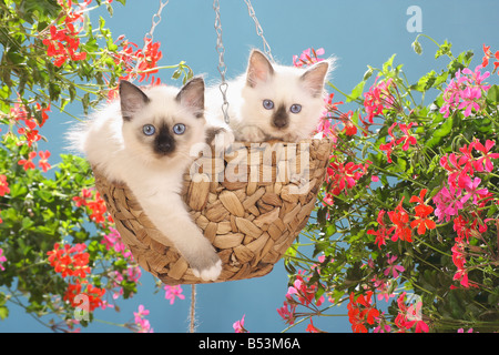 Chat Sacré de Birmanie - deux chatons en suspension Banque D'Images