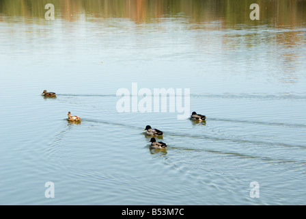 Scène d'automne sur le lac étang avec canards natation Banque D'Images