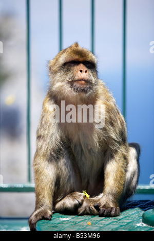 Barbary macaque, Macaca sylvanus, sitting by railing, Gibraltar Banque D'Images