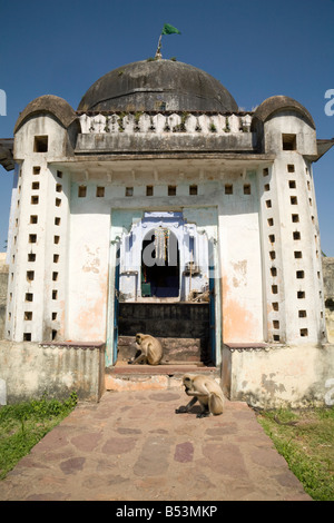 Les singes Langur sur le terrain à l'extérieur d'un petit temple hindou abandonné, le Fort, le parc national de Ranthambore, Rajasthan, Inde Banque D'Images