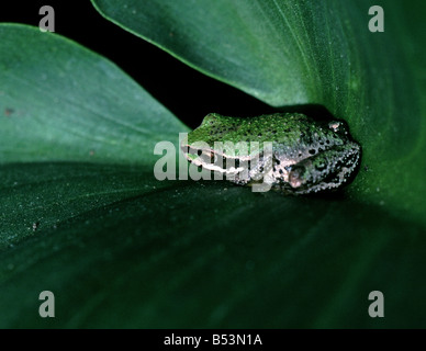 Rainette du Pacifique Hyla regilla sur Cala lily dans un jardin de San Francisco Californie Banque D'Images