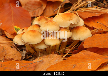 Teneur en soufre champignon touffe Hypholoma fasciculare Banque D'Images