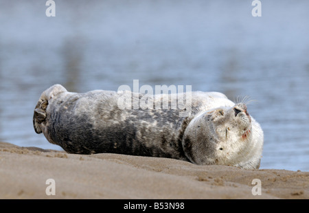 Un Phoque commun ou sur une plage Banque D'Images
