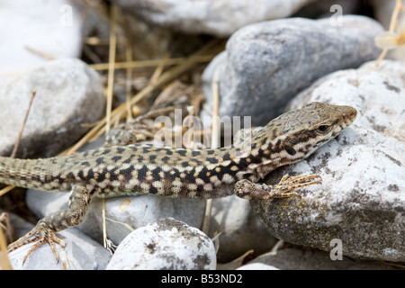 Erhard's wall lizard Podarcis, erhardii Banque D'Images