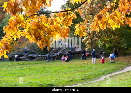 Couleurs d'automne sur Hampstead Heath NW3 London United Kingdom Banque D'Images