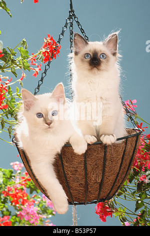 Chat Sacré de Birmanie - deux chatons en suspension Banque D'Images