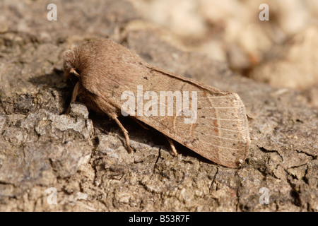 Quaker commun (Orthosia cerasi) reposant sur de l'écorce, England, UK Banque D'Images