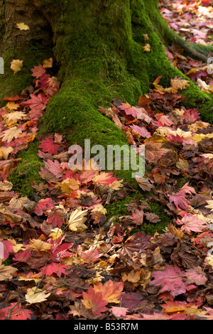 Les racines des arbres tombés et les feuilles d'automne Banque D'Images