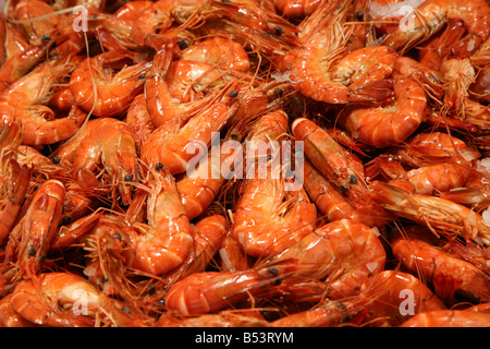 Crevettes crues fraîches avec coquillages exposées sur un marché de fruits de mer, gros plan de crustacés orange sur glace Banque D'Images