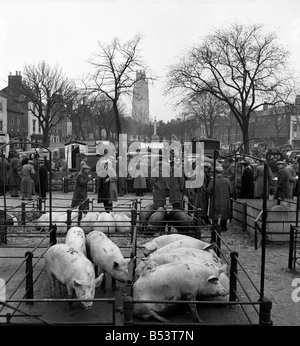 Boston est situé près de la côte sud-est du Lincolnshire, où la rivière Witham devient le refuge sur son court voyage à l'État de Washington c'est une ville de marché historique et attrayant qui est dominé par le 14e siècle dont l'église St Botolph 271ft high tower est un point de repère à des kilomètres à la ronde. Notre photo montre les porcs à l'échelle locale du marché de l'élevage . Avril 1953 D1672 Banque D'Images