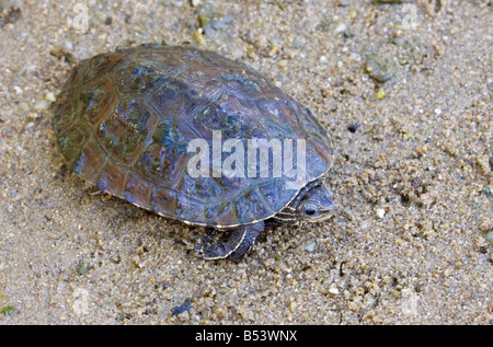 Mauremys rivulata, Terrapin des Balkans Banque D'Images