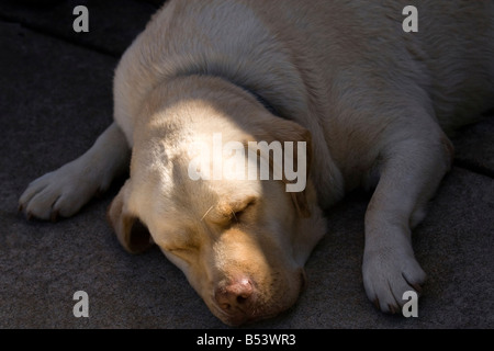 Un vieux chien Labrador Retriever jaune pan dans un patch de soleil sur un trottoir à l'extérieur de l'épicerie. Banque D'Images