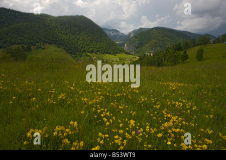 Le Parc National des Montagnes Piatra Craiulu Roumanie pré avec balai ailé Chamaespartium sagittale en premier plan Roumanie Banque D'Images