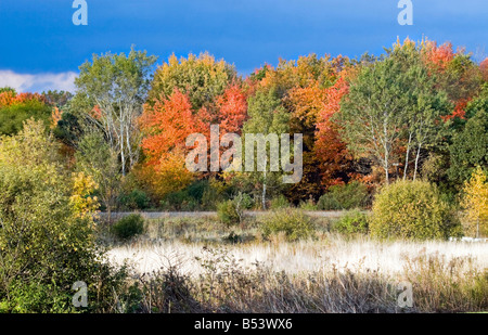 Pittoresque d'automne d'un champ avec des hautes herbes et des feuilles des arbres contre un ciel bleu prise en fin d'après-midi. Banque D'Images