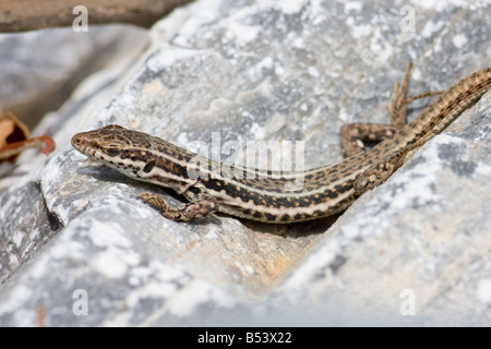 Erhard's femelle lézard des murailles, Podarcis erhardii Banque D'Images