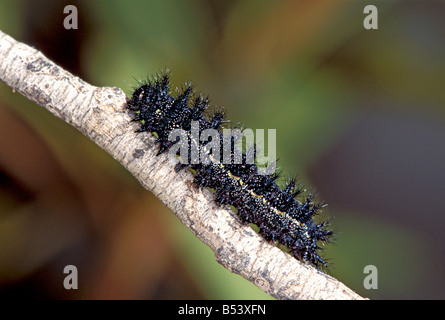 Chlosyne acastus caterpillar Damier Armoise Banque D'Images