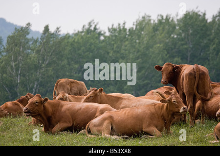 Un troupeau de vaches de Jersey se trouvent ensemble dans un champ avec la forêt et les collines en arrière-plan dans Charlevoix, Québec, Canada. Banque D'Images