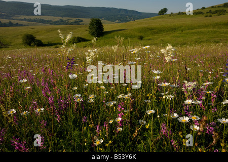 L'ancienne prairie calcaire fleuri de Transylvanie près de Pitesti dominé par de grands Polygale incarnat ox blanche filipendule vulgaire etc Roumanie Banque D'Images