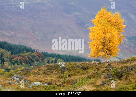 Au-dessus de Birch Tree Glen Lyon Banque D'Images