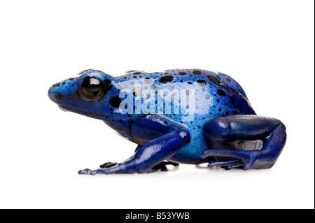 Dendrobates azureus devant un fond blanc Banque D'Images