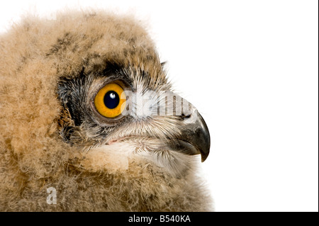 Eagle Owl Bubo bubo eurasienne 6 semaines devant un fond blanc Banque D'Images