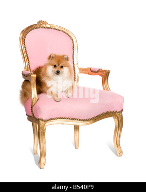 10 mois Pomeranian in front of white background Banque D'Images