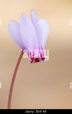 Hederifolium Cyclamen à Mt. Olympos, la Grèce Banque D'Images