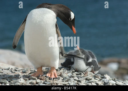 Gentoo pingouin avec cub / Pygoscelis papua Banque D'Images