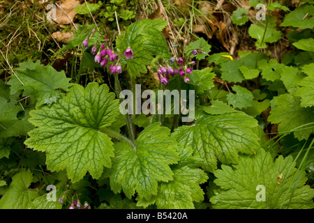 Cloches alpines Cortusa matthiola dans le Parc National des Montagnes Piatra Craiulu Roumanie Banque D'Images