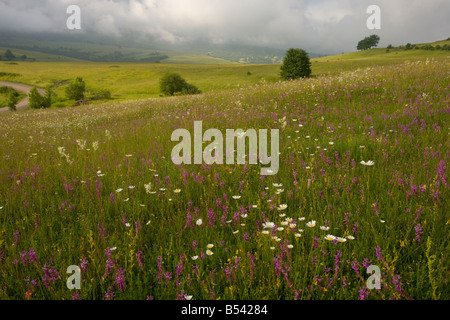 L'ancienne prairie calcaire fleuri de Transylvanie près de Pitesti dominé par de grands Polygale incarnat ox blanche filipendule vulgaire etc Roumanie Banque D'Images