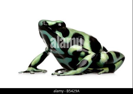 Green and Black Poison Dart Frog Dendrobates auratus devant un fond blanc Banque D'Images