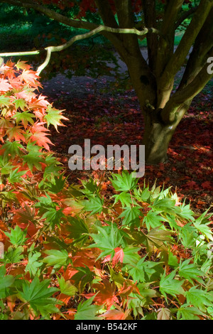 Les feuilles d'automne sur la branche d'érable Banque D'Images