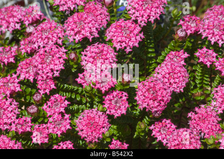 Fleurs sauvages d'australie occidentale Pimelea ferruginea Banque D'Images