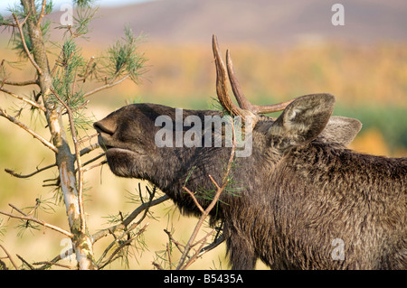 Mâles de la Elk - Alces alces dans les Scottish Highland Wildlife Park géré par la Société Zoologique d'Édimbourg Banque D'Images