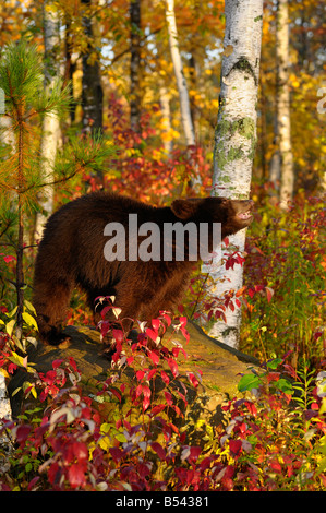 Ours noir sur un rocher montrant les dents dans une forêt de bouleaux du Minnesota avec couleurs d'automne au lever du soleil Banque D'Images