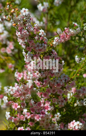 Fleurs sauvages d'australie occidentale Chamelaucium ciliatum Banque D'Images